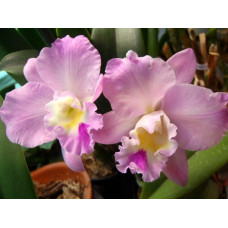 Slc. Love Castle x C. Candy Tuft Taffy Chrismas Rose