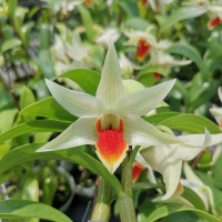 Den. Jiaho Delight 
