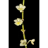 Den. Acinaciforme