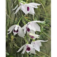 Den. Anosmum var. Semi Alba Coerulea