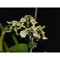 Den. Atroviolaceum