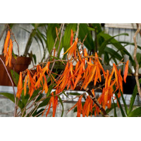 Den. Aurantiflammeum