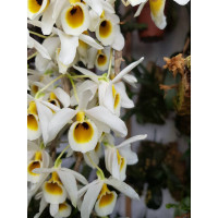 Den. Bensoniae