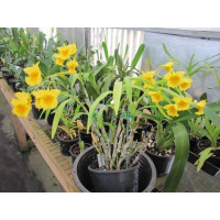 Den. Capillipes
