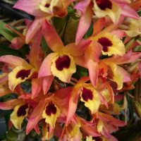 Den. Chinsa x Golden Crseont Win