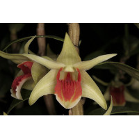 Den. Cruentum