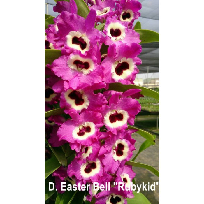 Дендробіум (Easter Bell Rubykid)