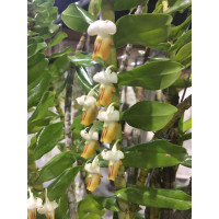 Den. Ellipsophyllum