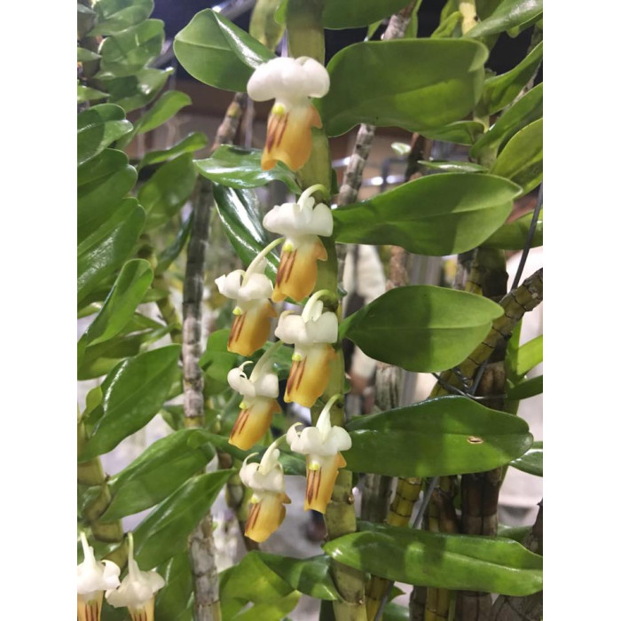 Дендробиум (Ellipsophyllum)