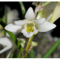 Den. Equitans