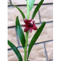 Den. Erectifolium