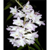 Den. Fairchildae