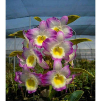 Den. Fairy Kiss