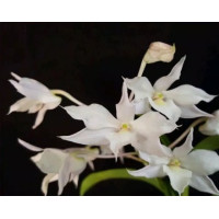 Den. Farmeri x Dearei