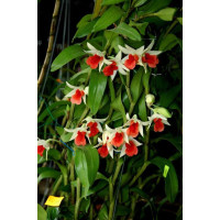 Den. Frosty Dawn