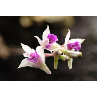Den. Garettii
