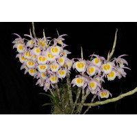 Den. Gratiosissimum Den. Gratiosissimum