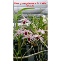 Den. Guangxiense x Tortile
