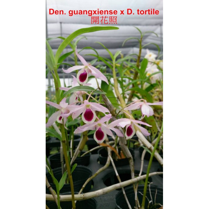 Дендробіум (Guangxiense x Tortile)