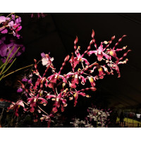 Den. Jairak Fire Horn