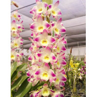 Den. Lais Pearl Queen