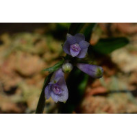 Den. Leucocyanum x Protractum
