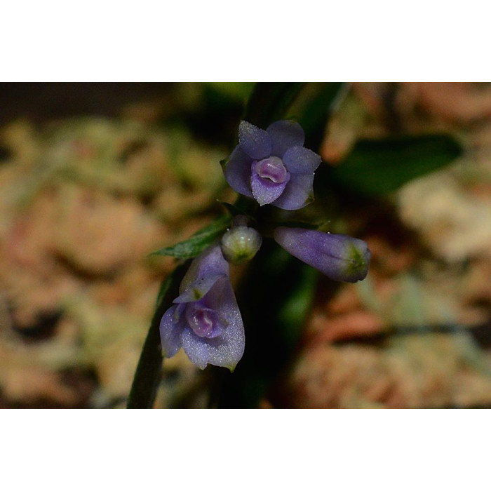 Дендробиум (Leucocyanum x Protractum)