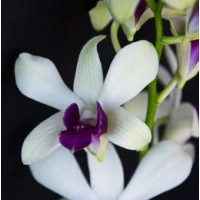 Den. Madame Vipa