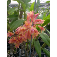 Den. Miyakei x Bullenianum