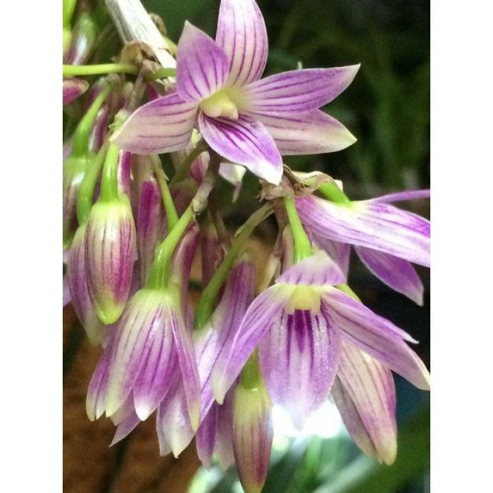Дендробіум (Mohlianum x Lawesii Pink White)