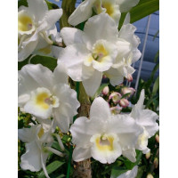 Den. Neo Freedom White Day