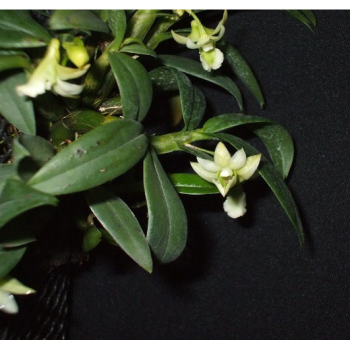Дендробиум (Oligophyllum)