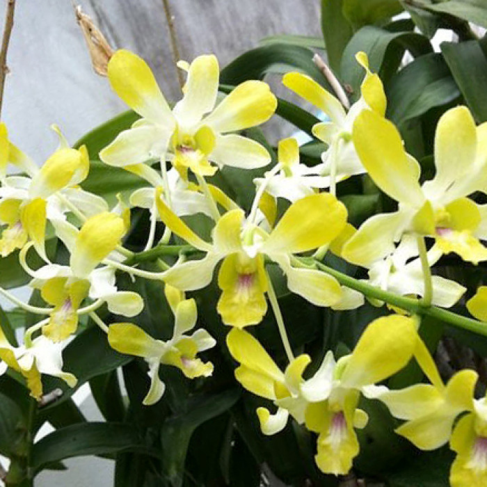 Дендробіум (Pof 58 Yellow Fragrant)