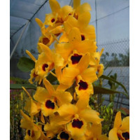 Den. Polka Orange Tower
