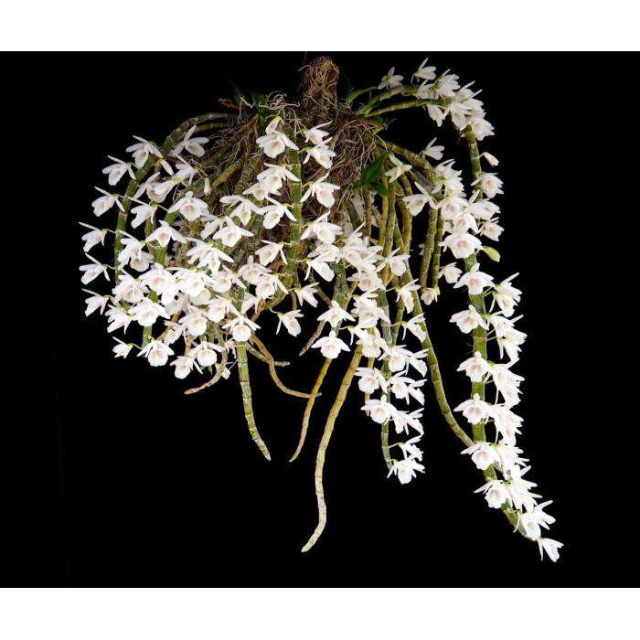 Дендробиум (Primulinum alba)