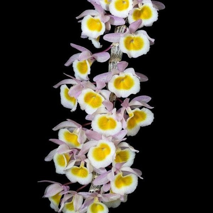 Дендробиум (Primulinum yellow)