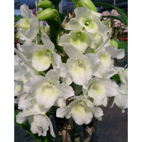 Den. Pure Angel Picot