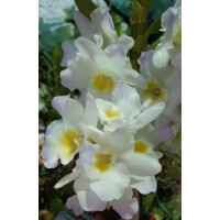 Den. Sailor Boy Popeye