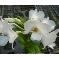 Den. Sanderinan x sib