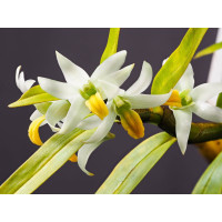 Den. Scabrilingue