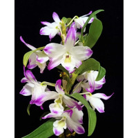 Den. Sea Sky Silk