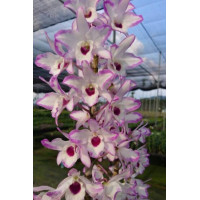 Den. Spring Dream Color Butterfly