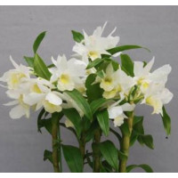 Den. Summer Night Dream Mapirron