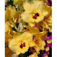 Den. Yasuko Sugiyama March