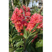 Dendrobium x Usitae Red Coral