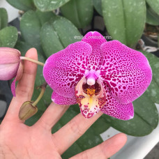 Phal. Younghome Maple Red