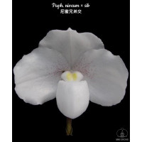 Paph. Niveum × sib