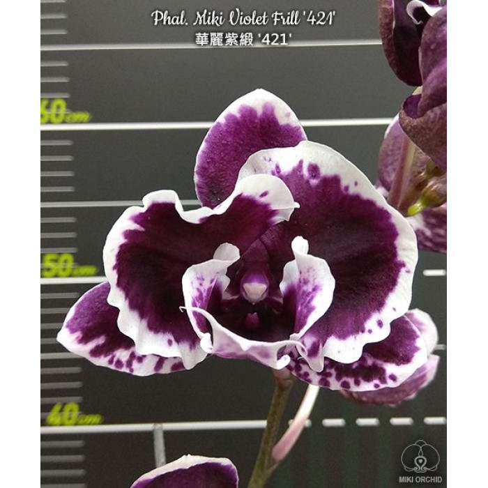 Фаленопсис Мікі Вайлет Фріл 421 (Miki Violet Frill 421) Фаленопсис Мікі Вайлет Фріл 421 (Miki Violet Frill 421)