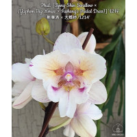 Phal. (Tying Shin Swallow × (Yaphon Big Mouse × Fushengs Bridal Dress)) 1214 big..