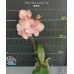 Фаленопсис Мики Смоки Пинк (Miki Smoky Pink) Фаленопсис Мики Смоки Пинк (Miki Smoky Pink)